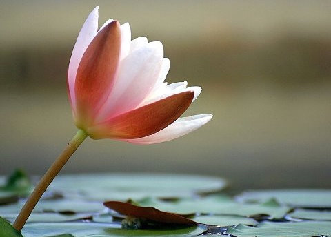 Рупануга Гуру-таттва